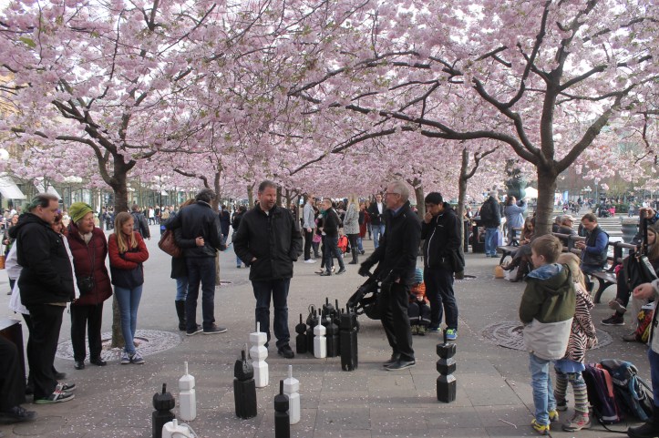 A game of street chess among cherry blossoms