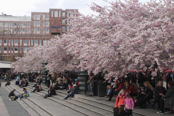 Cherry Blossom in Stockholm 3
