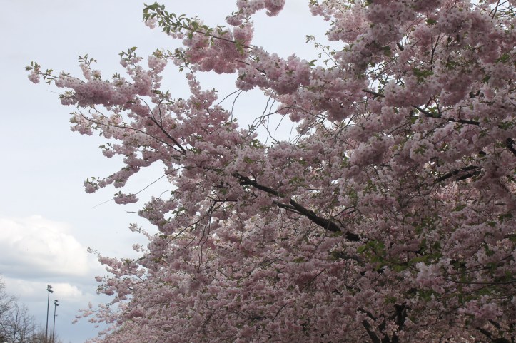 Cherry Blossom in Stockholm 4