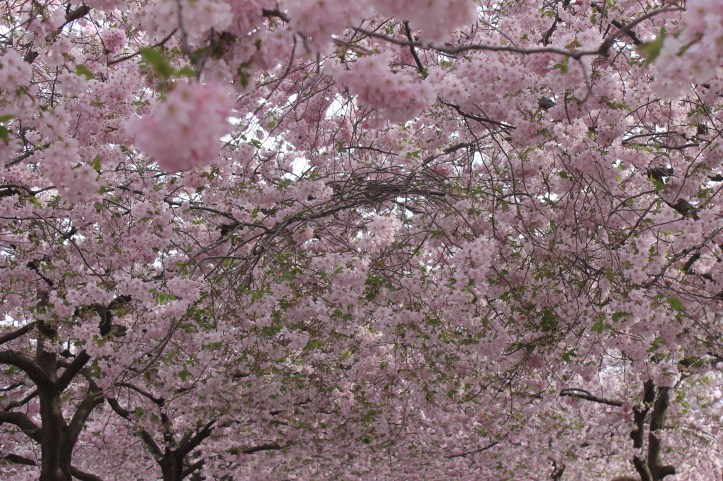 Cherry Blossom in Stockholm 5