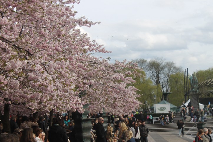 Cherry Blossom in Stockholm 6