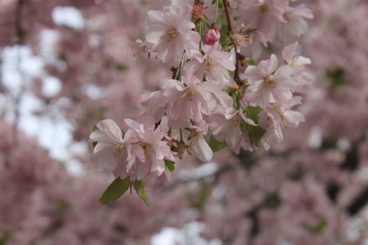 Cherry Blossom in Stockholm 7