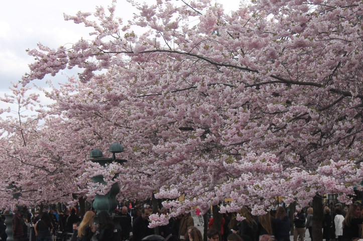 Cherry Blossom in Stockholm 8