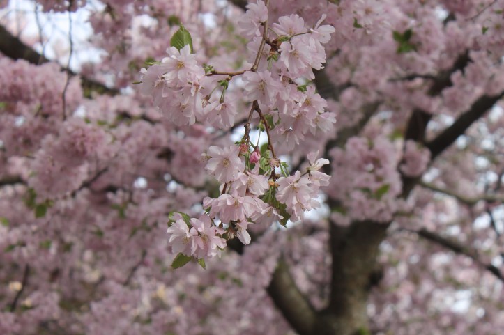 Cherry Blossom in Stockholm