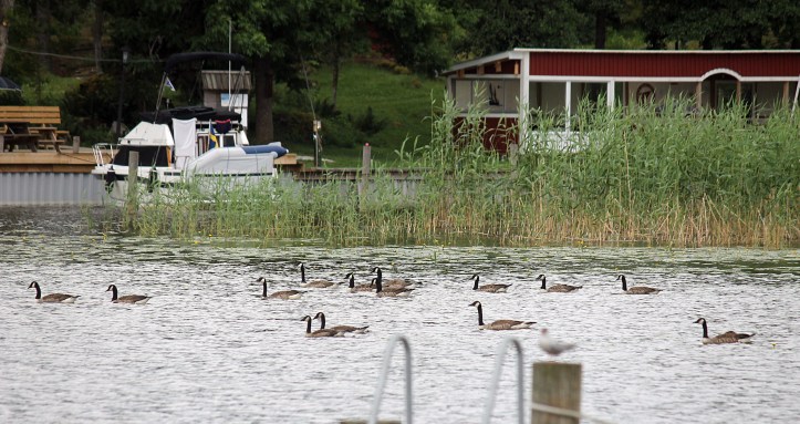 Lake Ekoln, Uppsala 3