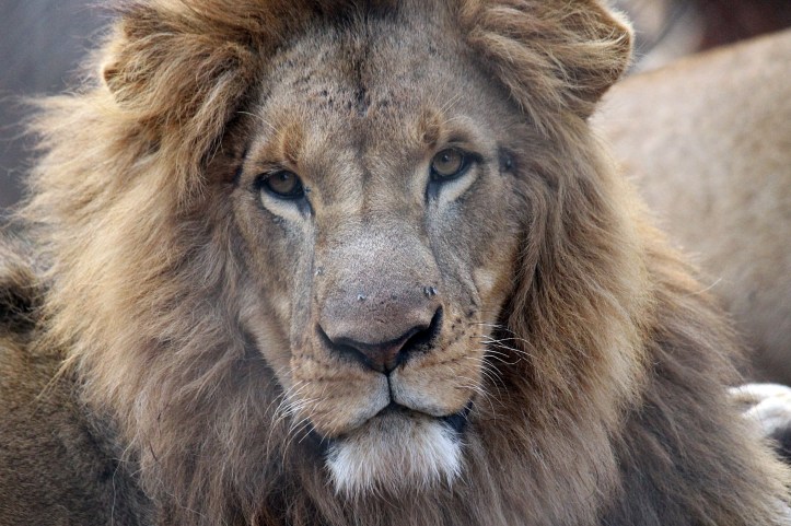 Nairobi Animal Orphanage