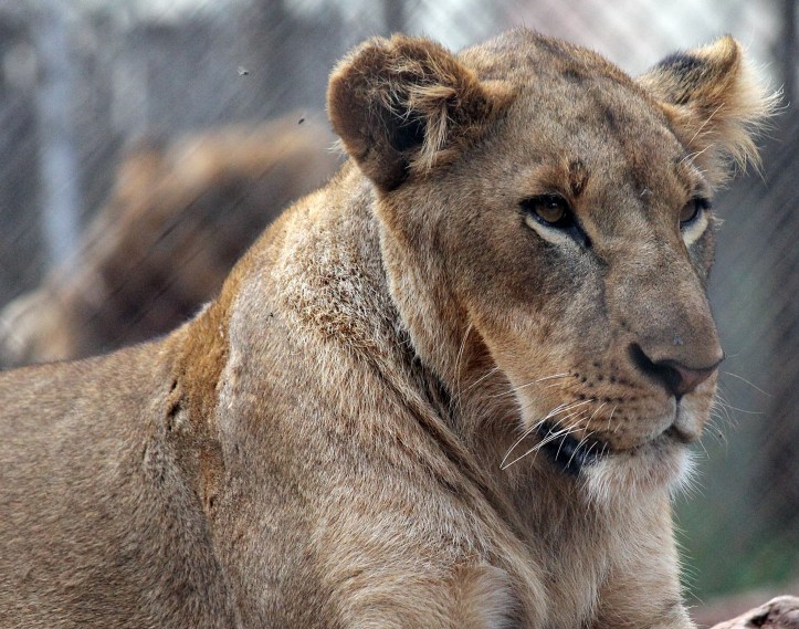 Nairobi Animal Orphanage