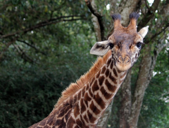 Nairobi Animal Orphanage