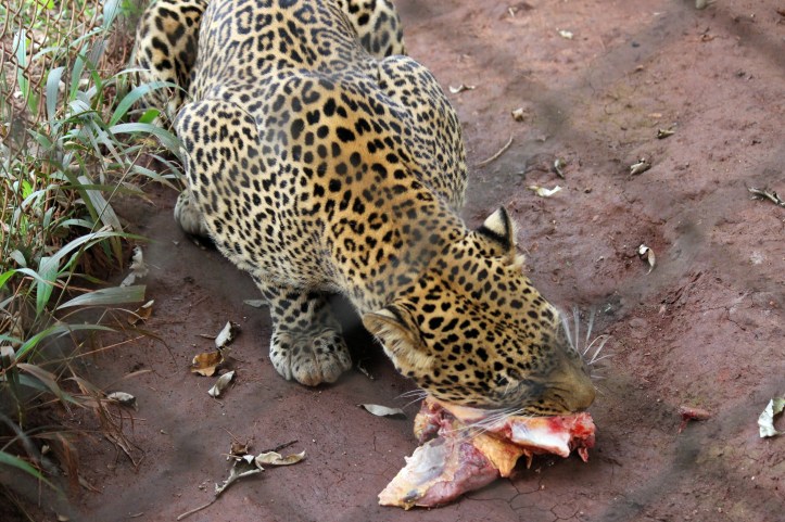 Nairobi Animal Orphanage