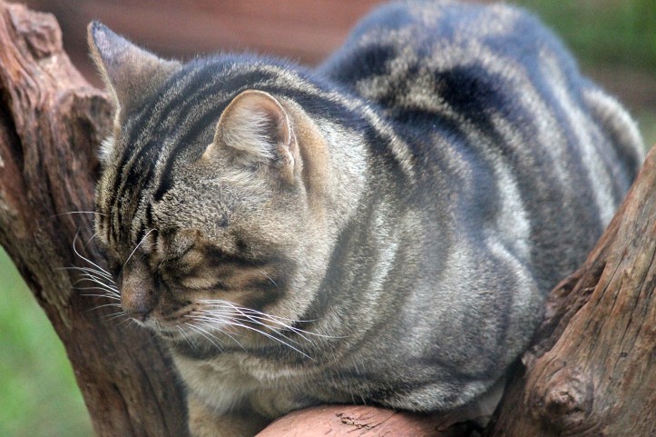 Nairobi Animal Orphanage