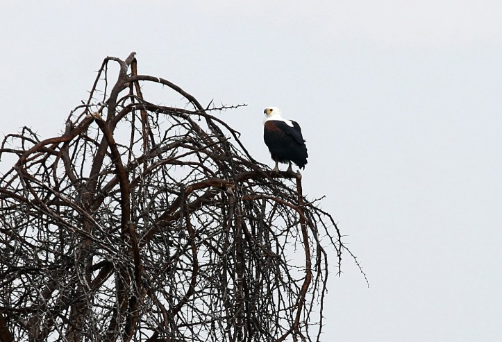 African Fish Eagle - Lake Naivasha