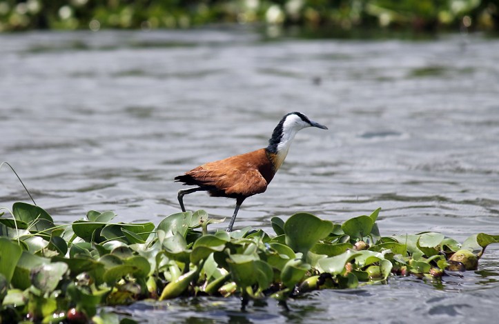 African Jacana - Lake Naivasha