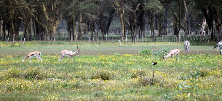 African wildlife - Lake Naivasha