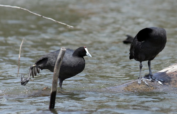 Birds - Lake Navisha