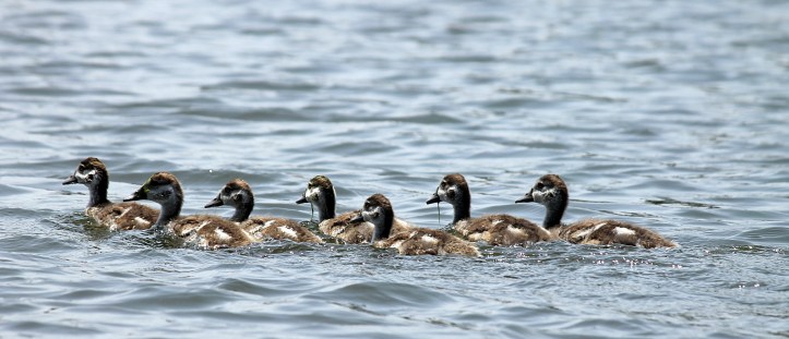 Ducks - Lake Naivasha