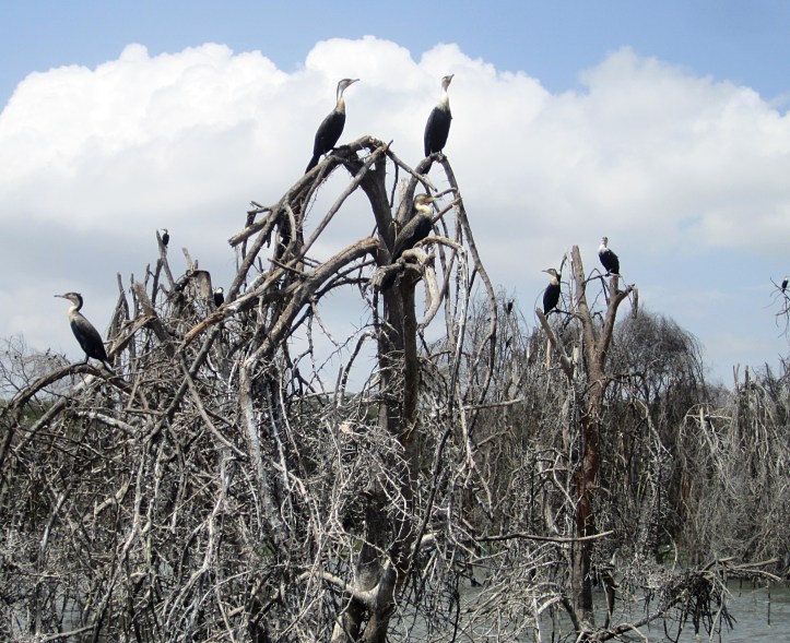 Great cormoranats - Lake Naivasha