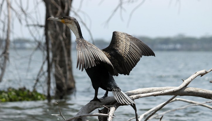 Great Cormorant- Lake Naivasha
