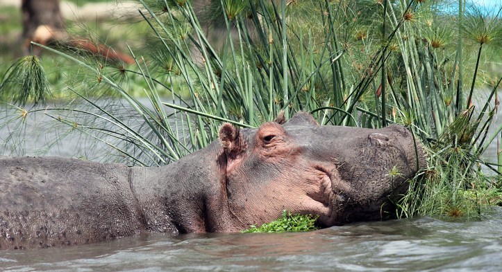Hippos - Lake Naivasha