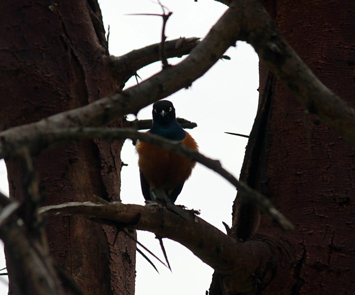 More birds -Lake Naivasha
