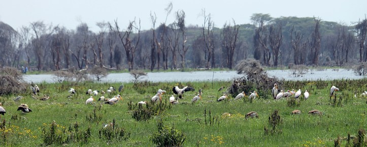 Pelicans - Lake Naivasha, Kenya