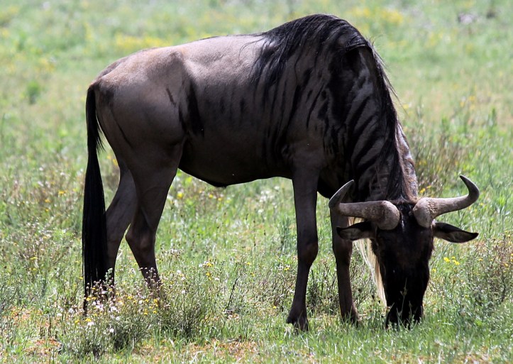 Wildebeest - Lake Naivasha