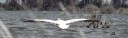 Yellow beaked pelican flight - Lake Naivasha