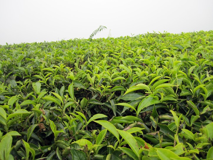 Coffe plantation, Nairobi
